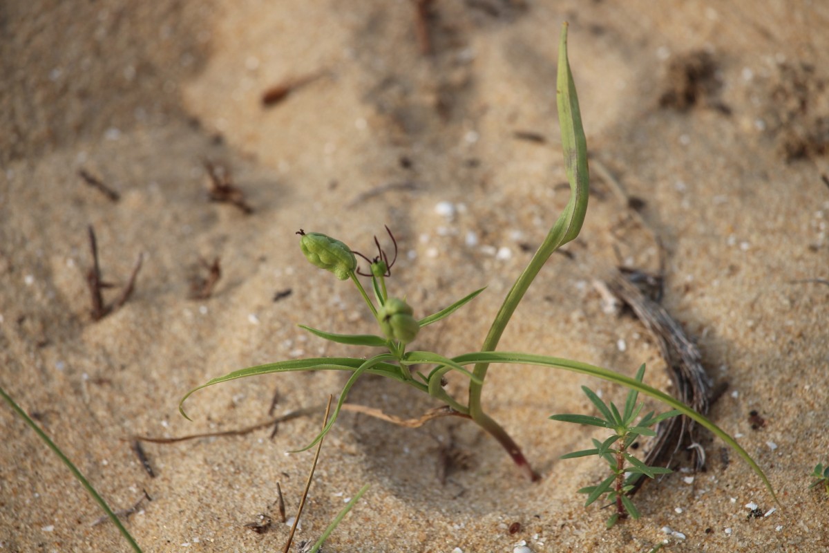 Iphigenia indica (L.) A.Gray ex Kunth